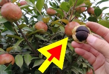 不同油茶品种挂果�Ҏ(gu��)��